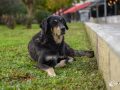 Entspantner Hund