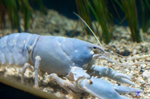 Underwater