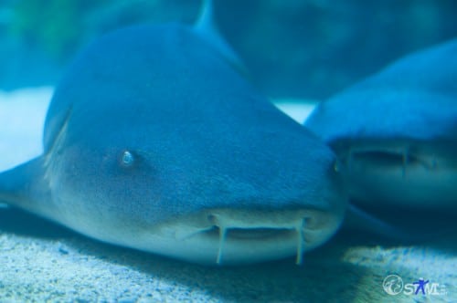 Underwater 